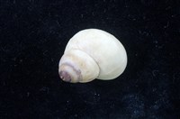 藏品(石田螺)的圖片